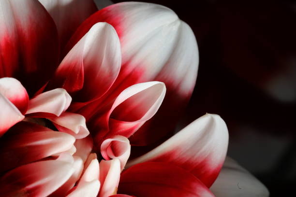 istock Dahlia in Nara, Japan 1212710441