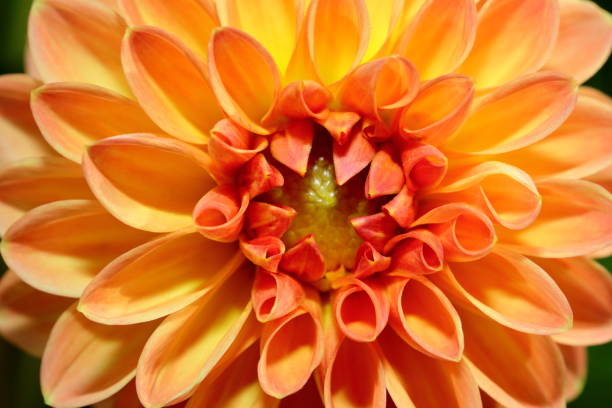 istock Dahlia in Nara, Japan 1212710487