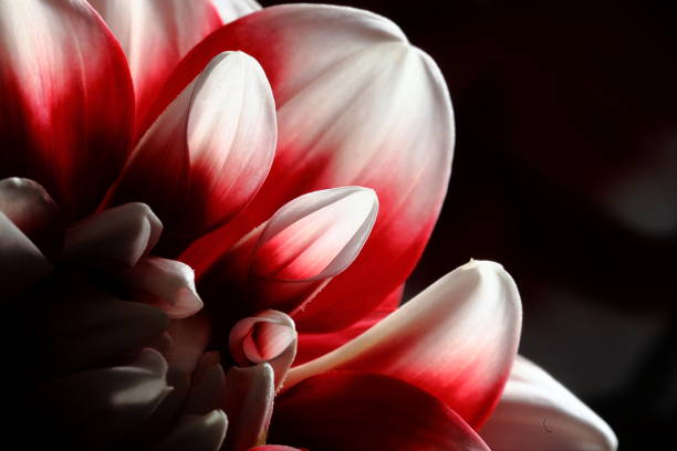 istock Dahlia in Nara, Japan 1212710532