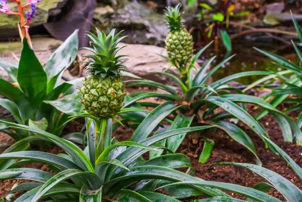 Photo of small pineapples growing on plants, tropical garden, popular exotic plant specie from South America