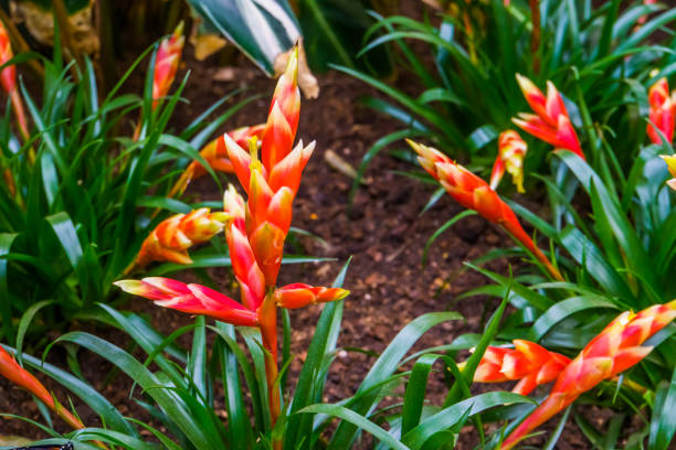 Vriesea Multiflower Astrid Flaming Sword Flowers Tropical Plant