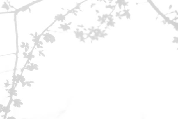 istock shadows of the tree branches on a white wall 1212711291