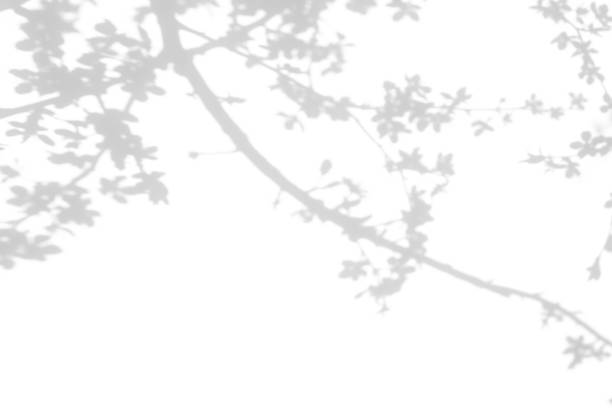 istock shadows of the tree branches on a white wall 1212711353