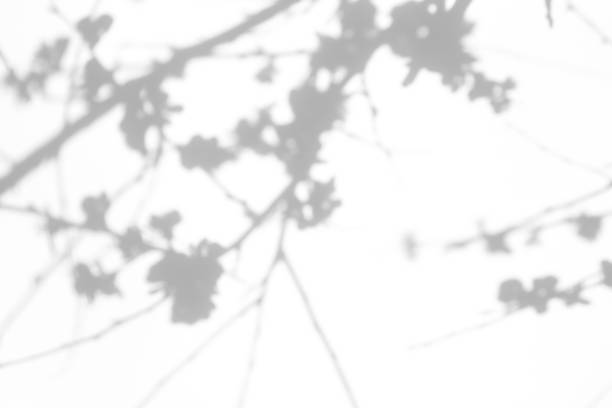 istock shadows of the tree branches on a white wall 1212711661