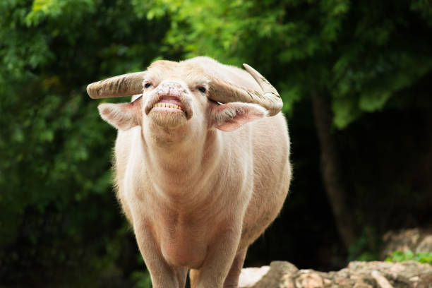 istock White buffalo or albino buffalo. 1212711973