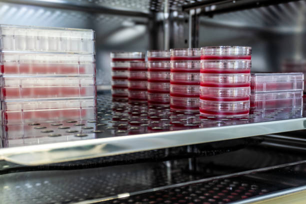 cell culture dishes in incubator - petri dish bacterium colony laboratory imagens e fotografias de stock