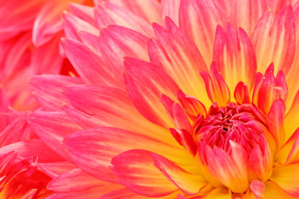 istock Dahlia in Nara, Japan 1212713727