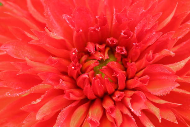istock Dahlia in Nara, Japan 1212713886
