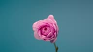 istock Timelapse of Blooming Pink Peony Outdoors. Flower Opening Backdrop 1212714775