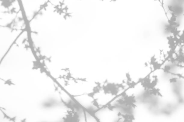 istock shadows of the tree branches on a white wall 1212714977