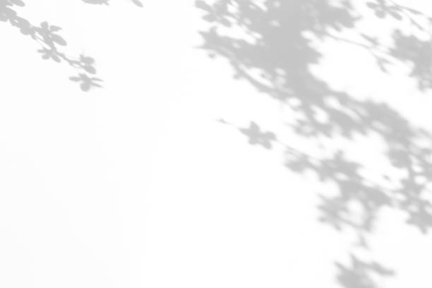 istock shadows of the tree branches on a white wall 1212715013