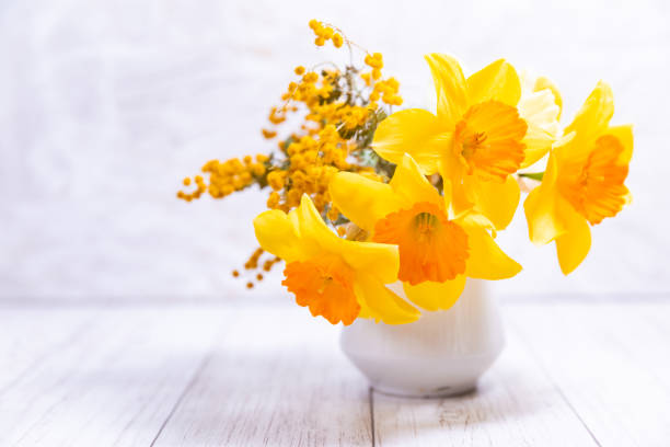 narcissus and mimosa - daffodil flower yellow vase imagens e fotografias de stock