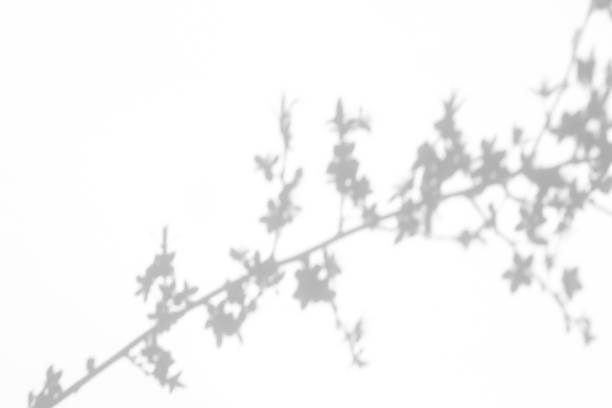 istock shadows of the tree branches on a white wall 1212715287