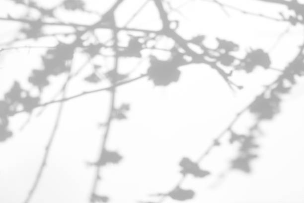 istock shadows of the tree branches on a white wall 1212715695