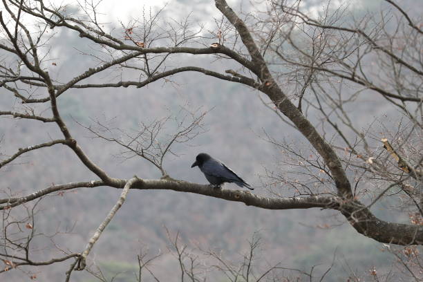 istock A black bird in Sujongsa temple 1212715762