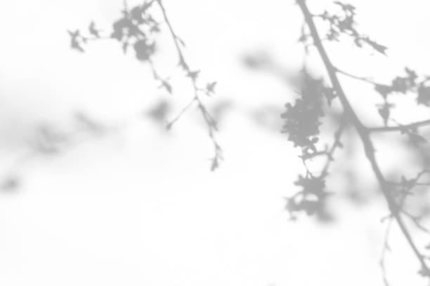 istock shadows of the tree branches on a white wall 1212715806