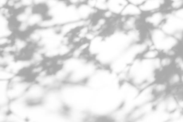 istock shadows of the tree branches on a white wall 1212716011