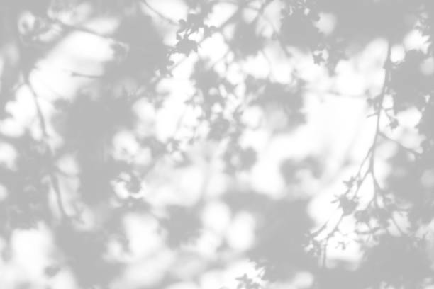 istock shadows of the tree branches on a white wall 1212716630