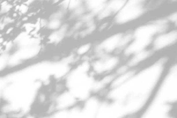istock shadows of the tree branches on a white wall 1212717187