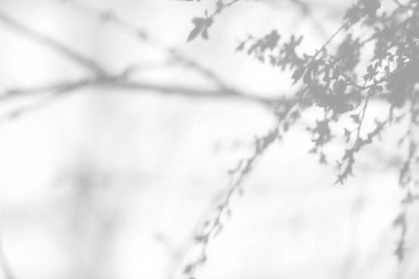 istock shadows of the tree branches on a white wall 1212717263