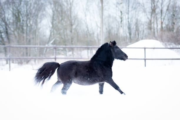 istock Black pony in manege at winter day 1212717324