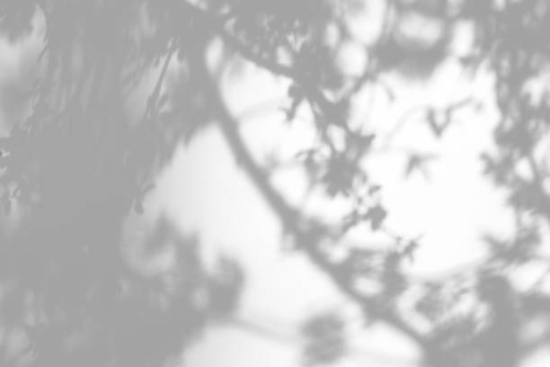 istock shadows of the tree branches on a white wall 1212717359