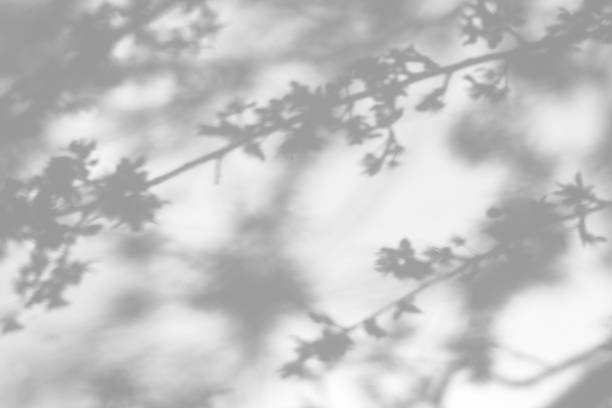 istock shadows of the tree branches on a white wall 1212717482