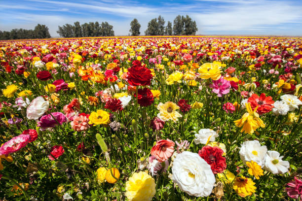 istock The field of spring buttercups 1212717888