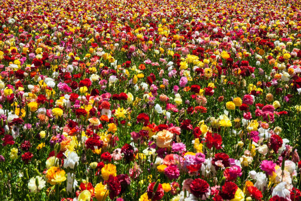 istock Picturesque floral carpet 1212717892