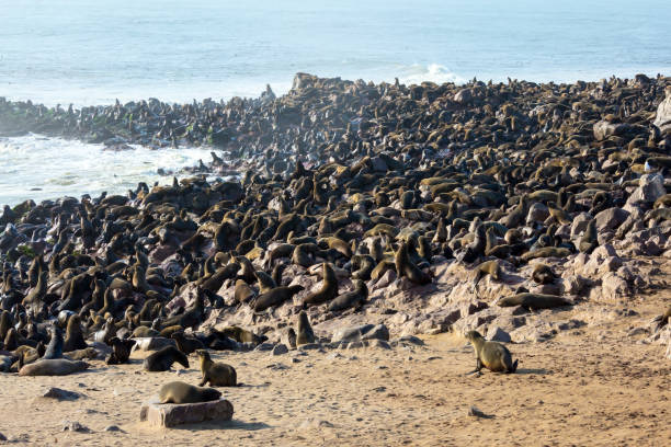 istock Cape Cross is the largest fur seal rookery 1212717896