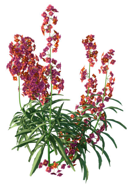 istock 3D illustration blooming wallflower plant on white 1212718985