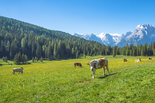 Cows on Nature Landscape of a green field  the Alps meadows. Dolomites mountains in italy.