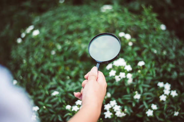 istock Woman researcher using magnifying glass for analysis and examining flower with studying data in the garden,Close up 1212721541