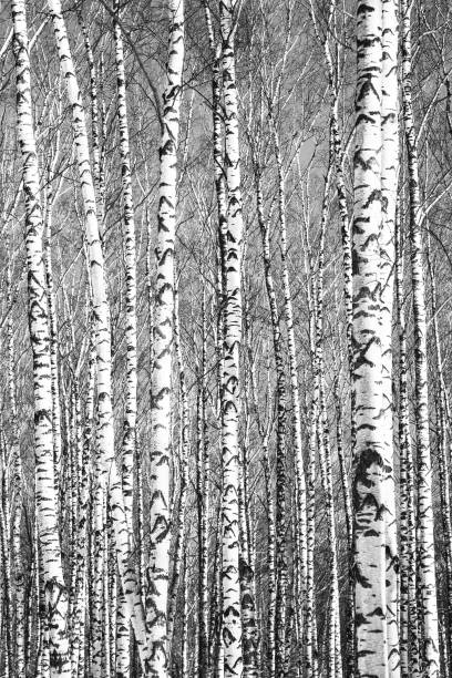 istock Spring trunks of birch trees in sunny weather black and white 1212722074