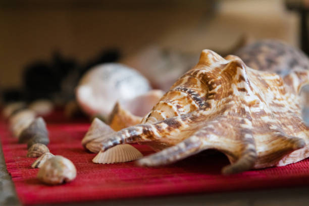 istock Seashells. Many different seashells piled together. Macro of beautiful seashells texture and background. 1212722139