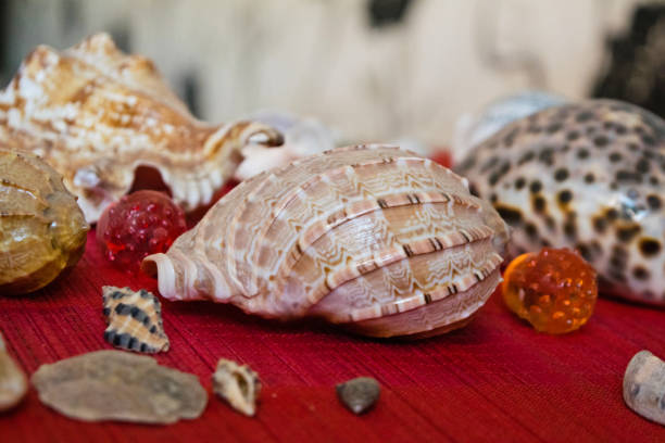 istock Seashells. Many different seashells piled together. Macro of beautiful seashells texture and background. 1212722151