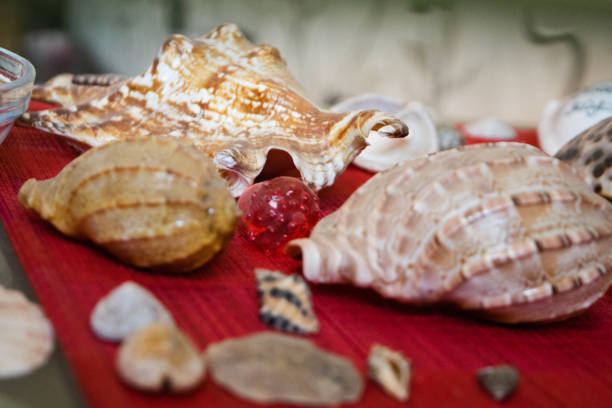 istock Seashells. Many different seashells piled together. Macro of beautiful seashells texture and background. 1212722152