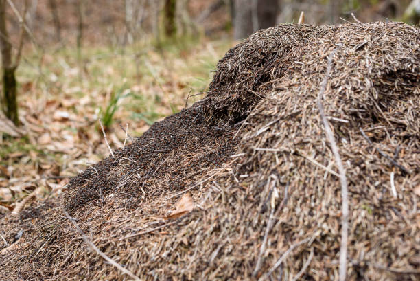 istock Big anthill with colony of ants in forest woods. 1212723201
