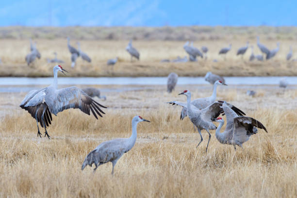 istock Migrating Greater Sandhill Cranes in Monte Vista, Colorado 1212723275