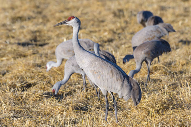 istock Migrating Greater Sandhill Cranes in Monte Vista, Colorado 1212723363