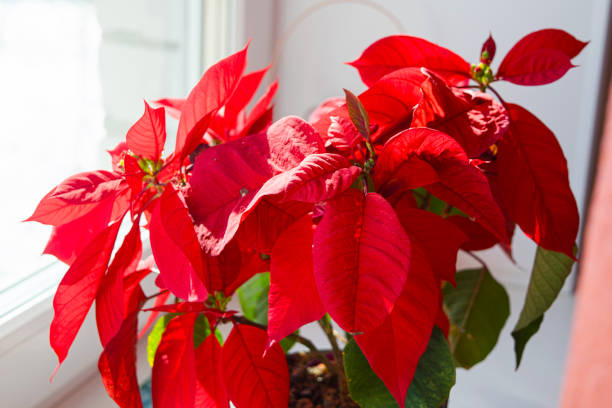 Beautiful poinsettia in flowerpot. Red christmas flower on the windowsill. Christmas star. Red poinsettia flowers or christmas star on the windowsill. red poinsettia vibrant color flower stock pictures, royalty-free photos & images