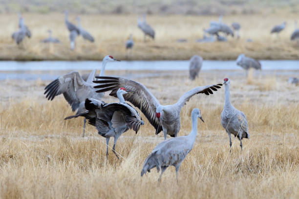 istock Migrating Greater Sandhill Cranes in Monte Vista, Colorado 1212723628
