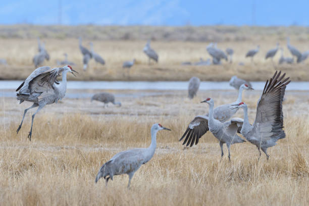 istock Migrating Greater Sandhill Cranes in Monte Vista, Colorado 1212723645