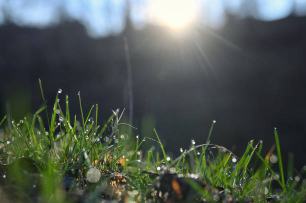 istock Morning Fresh grass on field with dew drops 1212723901