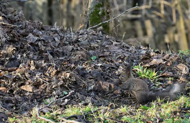 Photo of A Dark Gray Or Black Squirrel Holds Nut in Forest