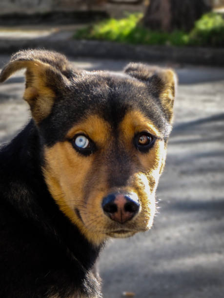 Pretty dog