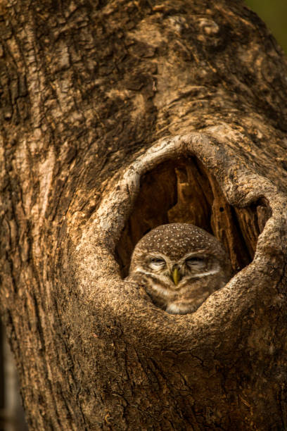 istock Spotted Owlet peeking out of it's burrow in a tree trunk. 1212725638