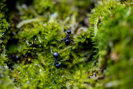 Moss,black Ant Forest, Close-up,