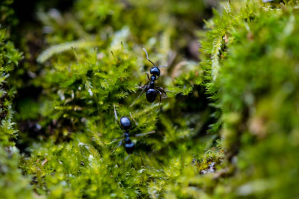 makro zielonego mchu - anthill macro ant food zdjęcia i obrazy z banku zdjęć