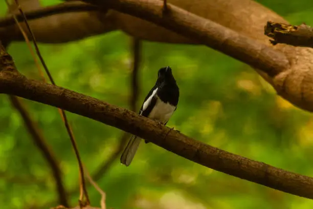 The oriental magpie-robin (Copsychus saularis) is a small passerine bird that was formerly classed as a member of the thrush family Turdidae, but now considered an Old World flycatcher. They are distinctive black and white birds with a long tail that is held upright as they forage on the ground or perch conspicuously. Occurring across most of the Indian subcontinent and parts of Southeast Asia, they are common birds in urban gardens as well as forests. They are particularly well known for their songs and were once popular as cagebirds. The oriental magpie-robin is the national bird of Bangladesh.